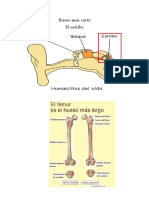 Hueso más cortó.docx