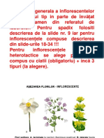 Inflorescentele PDF