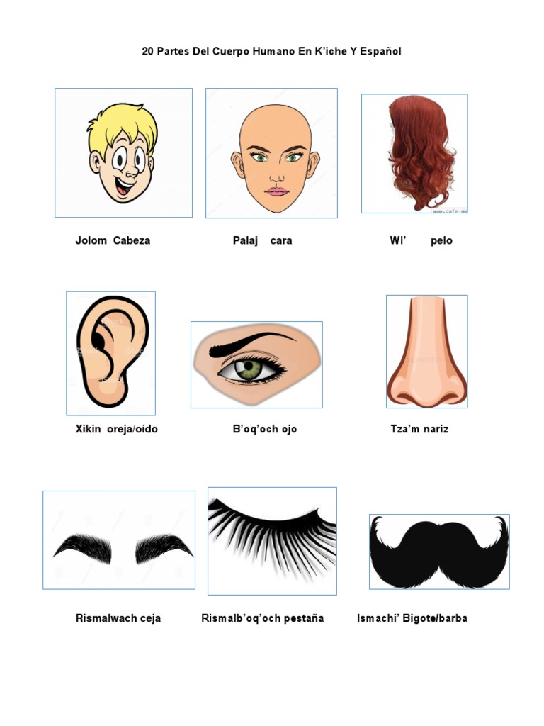 20 Partes Del Cuerpo Humano en K | PDF
