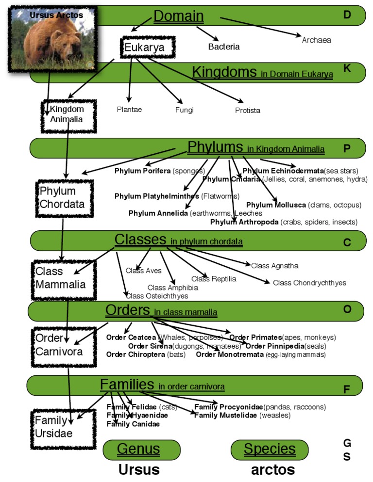 Biological Classification Guide | PDF | Science & Mathematics