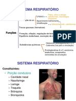 Sistema respiratório: estruturas e funções