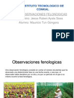 Observaciones Fenologicas