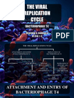 The Viral Replication Cycle (Bacteriophage T4)