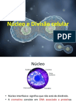 Núcleo e Divisão celular.pptx