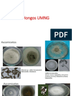 Cepario Hongos UMNG PDF