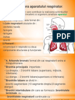 Pneumologie Anatomie