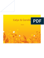 Presentation Case Study Calyx & Corolla