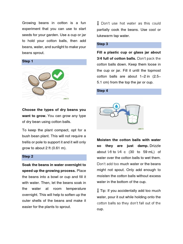 Growing Beans in Cotton: Step-by-Step Guide | PDF | Bean | Agronomy