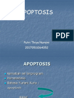 apoptosis.ppt