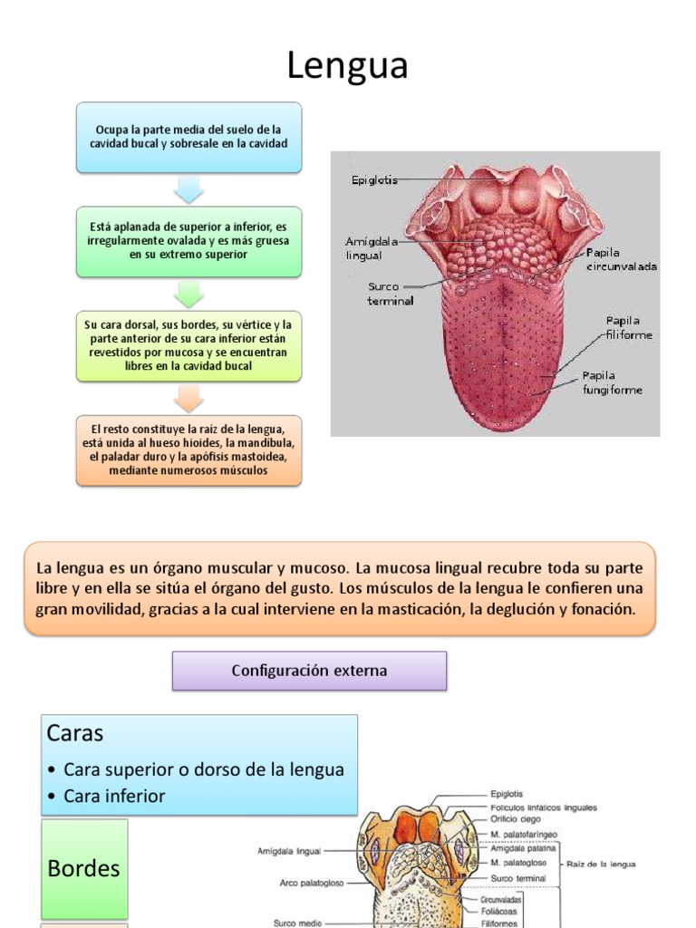 Anatomía y Estructura de la Lengua | PDF | Lengua | Órgano (anatomía)