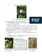 Dilleniidae Curs 10 Agro (2018) - 1 PDF