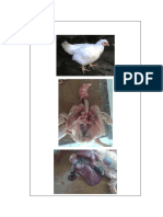 gambar organ ayam.docx