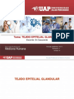 4- Tejido Epitelial Glandular Uap