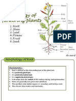 morphologyoffloweringplants-irootstemleaf-140907095839-phpapp01.pdf