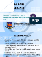 Anatomi Babi PDF