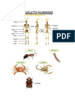 Animales Con Esqueleto Inter y Externo