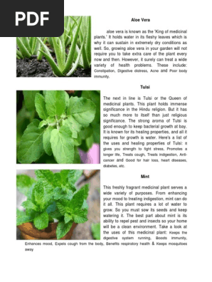 Top 10 Medicinal Plants and Uses | PDF | Fennel | Spinach