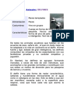 Caracteristicas de Los Delfines