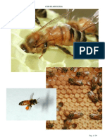 50846499--Curs-de-apicultura-39-pag.pdf