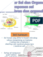 Bio 2.2 Struktur Sel Dan Organel