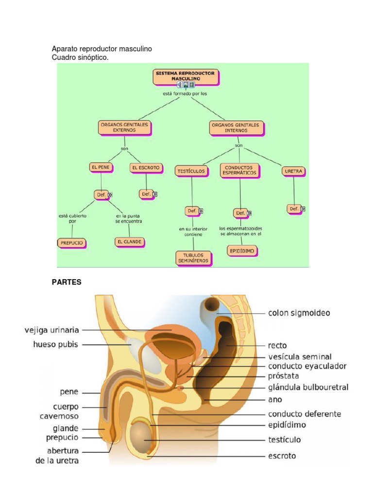 Aparato reproductor masculino Anatomía Especialidades