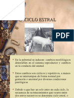 Ciclo Estral