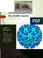 Encefalitis-Equina - Final