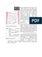 Human Gastrointestinal Tract