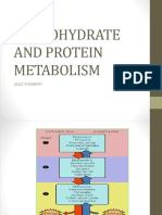 Carbohydrate and Protein Metabolism