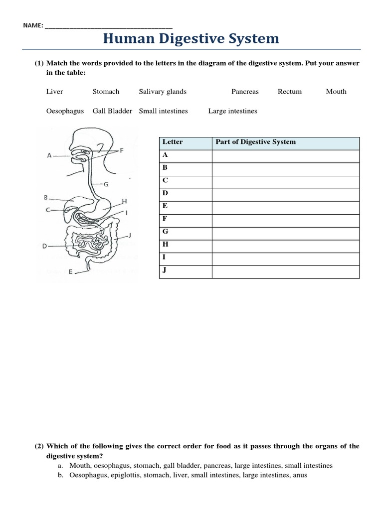 Human Digestive System Worksheet | Download Free PDF | Human Digestive ...