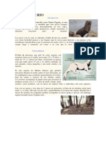 Lobo de río: detalles de la nutria gigante de Sudamérica