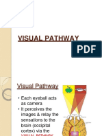 Visual Pathway