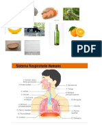 sistema respiratorio.docx
