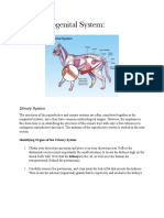 Cat Urogenital System PDF