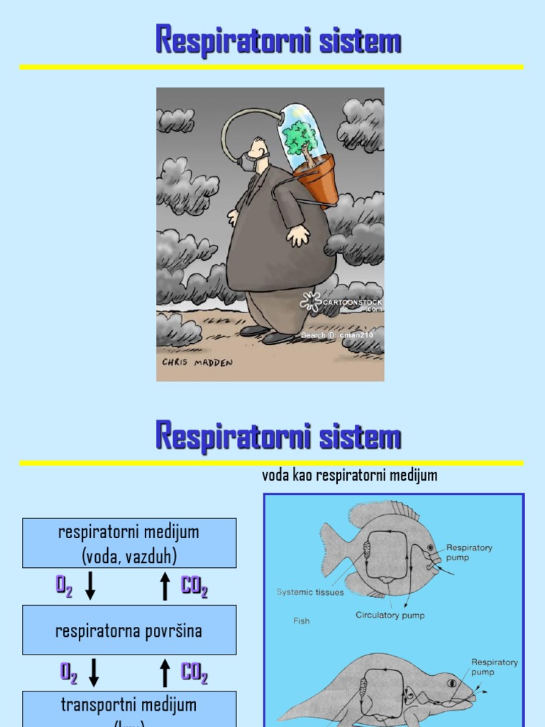 Respiratorni Sistem | PDF