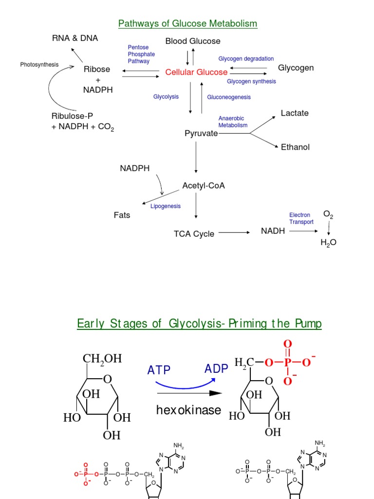 Glucose Metabolism Pathways Overview | PDF