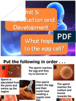 What Happens To The Egg Cell - Notes