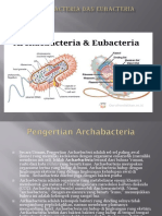 Archaebacteria Dan Eubacteria