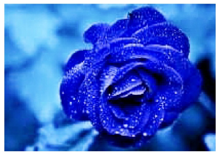 Beautiful Blue Rose PDF | PDF
