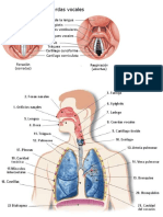 APARATO RESPIRATORIO Y FONADOR 