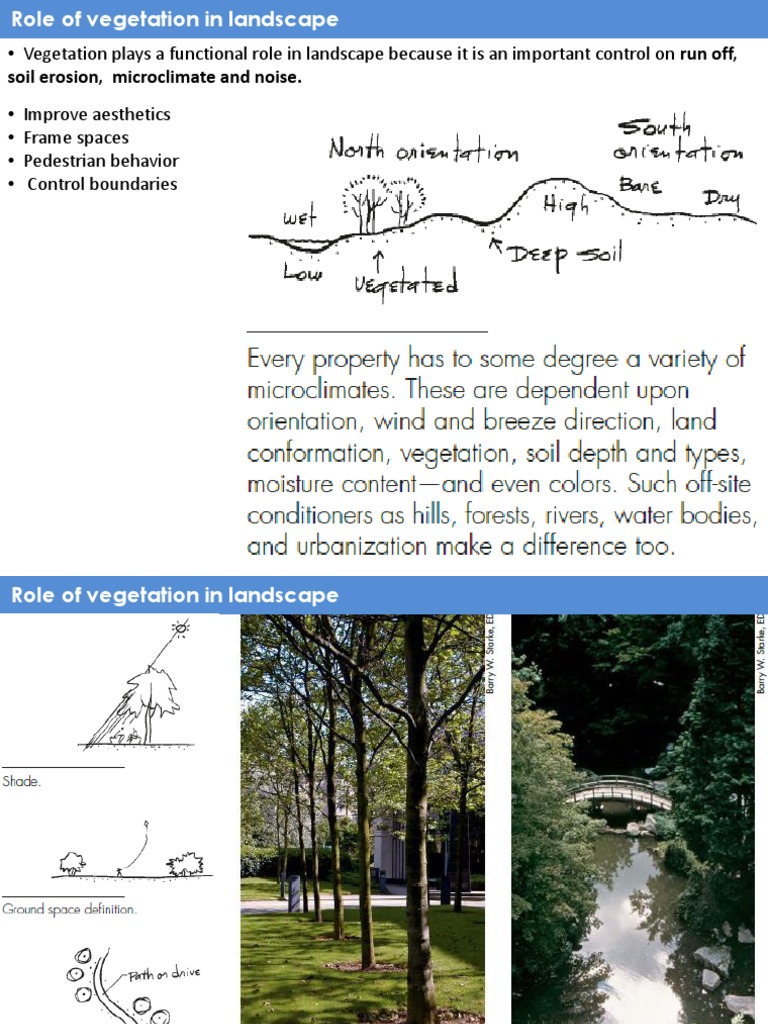 Role of Vegetation in Landscape Design | PDF | Trees | Shrub