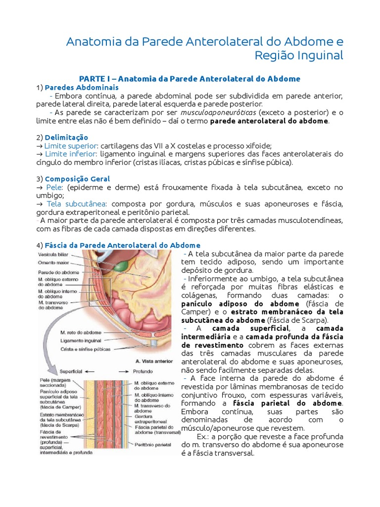 Anatomia Da Parede Abdominal | PDF | Anatomia | Natureza