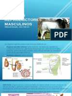 ORGANOS REPRODUCTORES MASCULINOS n.pdf