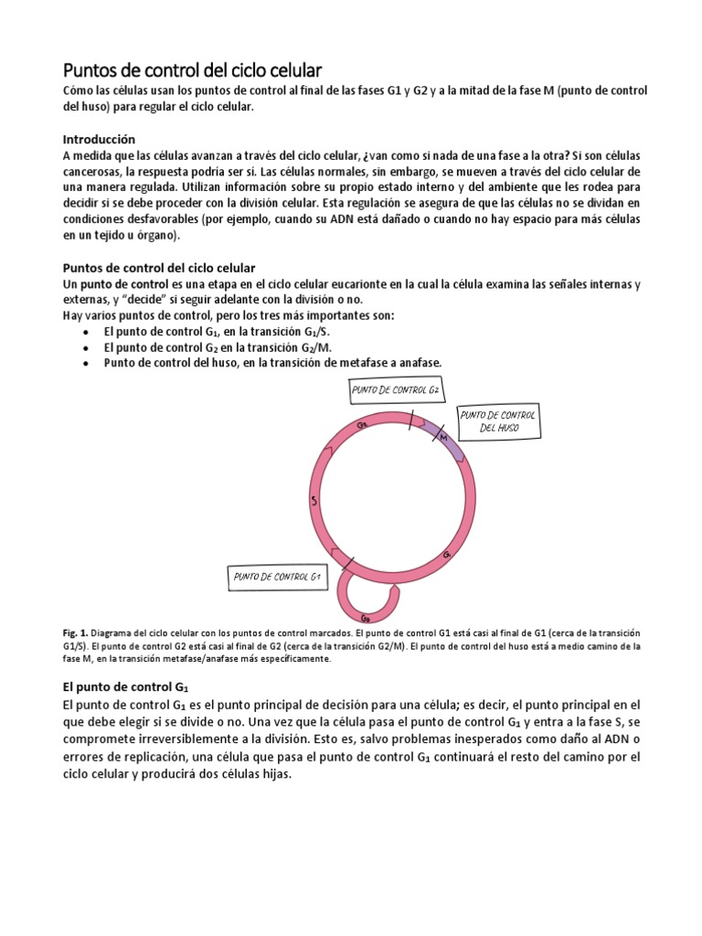 Puntos de Control del Ciclo Celular | PDF | Ciclo celular | Crecimiento ...
