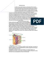 Fisiologia Osea 2