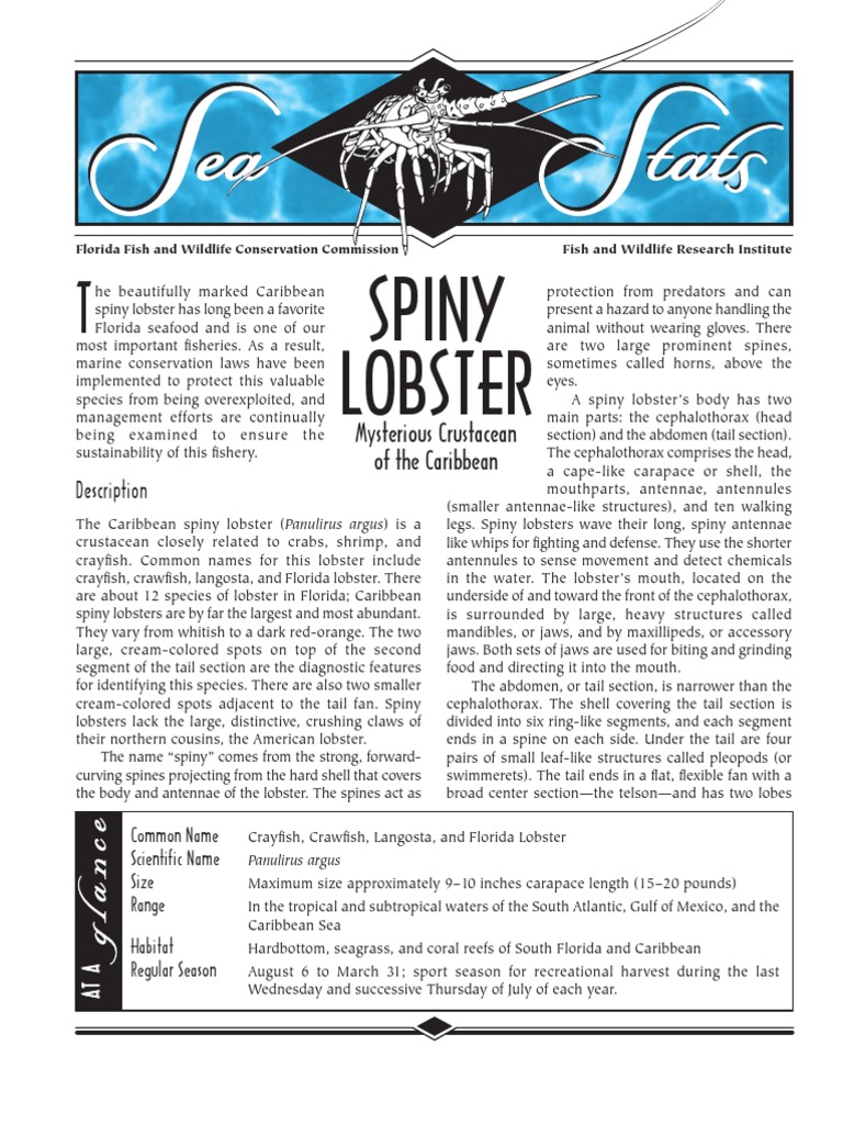 Sea Stats - Spiny Lobster | PDF | Spawn (Biology) | Lobster