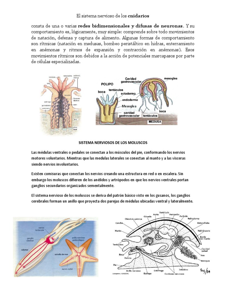 el-sistema-nervioso-de-los-moluscos-pdf-sistema-nervioso-biolog-a