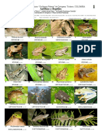 1087 Colombia Amphibians and Reptiles of Catargena Botanical Garden