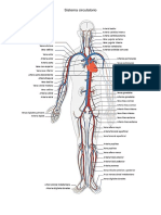 Sistema circulatorio
