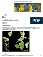Acalypha Alopecuroides - Algunas Malezas de Costa Rica y Mesoamerica